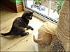 Some snaps of previous pets :)-kitties.jpg