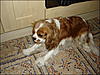 Some snaps of previous pets :)-poppy1.jpg