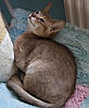 Noa 089 (Small).jpg
