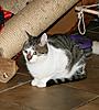 My housecat Mister Poes-katten-020.jpg