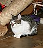 Click image for larger version. 

Name:	katten 020.jpg 
Views:	6 
Size:	94.2 KB 
ID:	3122