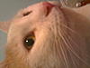 My Beloved, Non MC,Fudge (RIP)-photo0618.jpg