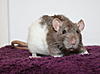 Some of my other pets-rsz_img_2151.jpg