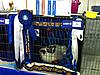 Winston the Ragdoll won at the show-ras-2012.jpg