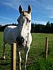 Four legged friends-what_says_foxy-1-.jpg