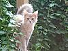 Some photos of our other furry friends...-floyd-lilac-somali.jpg