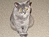 Some photos of our other furry friends...-nina-blue-cream-bsh.jpg