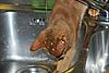Abyssinians and Water-7a23.jpg