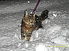 would it be possible to take a MC kitten/cat for a walk on a lead?-mydc0548.jpg
