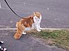 would it be possible to take a MC kitten/cat for a walk on a lead?-100_3375.jpg
