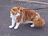 would it be possible to take a MC kitten/cat for a walk on a lead?-100_3377.jpg