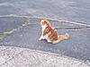 would it be possible to take a MC kitten/cat for a walk on a lead?-100_3378.jpg