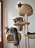 Any cat tree recommendations?-3inkrabpaal.jpg