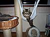 Cushy Cave cat bed-100_2106.jpg