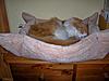 New "in" bed for winter !-100_2287.jpg