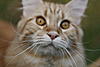 Felisafe cat-proofing net-pmg_2133.jpg