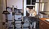 Any cat tree recommendations?-imag0010.jpg