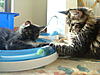 What is your Maine Coons favourite toy?-dsc02778.jpg