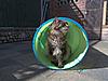 WANTED: Outdoor cat toys-100_0785.jpg