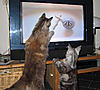DVD for cats-734klein.jpg