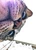Click image for larger version. 

Name:	ipad.jpg 
Views:	6 
Size:	25.2 KB 
ID:	6884