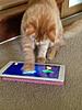 Ipad Cat games-img_1521.jpg