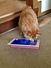 Ipad Cat games-img_3146.jpg