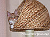 Paradise Banana Leaf Cat Tree-p1140468.jpg