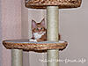 Paradise Banana Leaf Cat Tree-p1140473.jpg