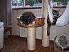 Any cat tree recommendations?-100_2307.jpg