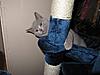 Any cat tree recommendations?-img_0030.jpg