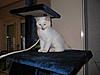 Any cat tree recommendations?-img_0027.jpg