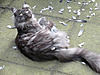 Menu's?-pigeon4.jpg