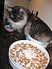 How to make healthy cat treats-montydroger.jpg