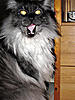 Click image for larger version. 

Name:	Duif1.jpg 
Views:	16 
Size:	97.0 KB 
ID:	5349