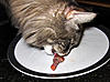 Click image for larger version. 

Name:	Duif3.jpg 
Views:	13 
Size:	44.3 KB 
ID:	5351