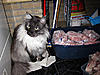 Click image for larger version. 

Name:	Vleesjes4.jpg 
Views:	9 
Size:	75.0 KB 
ID:	6472