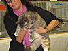 TICA Show Rotterdam- Netherlands  5th of November 2011 SPECIAL.... Mainecoons-ticashow-20110011.jpg