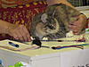 TICA Show Rotterdam- Netherlands  5th of November 2011 SPECIAL.... Mainecoons-ticashow-20110022.jpg