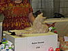 TICA Show Rotterdam- Netherlands  5th of November 2011 SPECIAL.... Mainecoons-ticashow-20110025.jpg