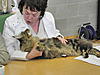 22nd Supreme Cat Show in Dublin-supreme-2012-249-1-.jpg