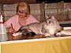 Relaxing day at the show-cat060716-2006-fife-tonbridge-389.jpg