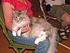 Relaxing day at the show-cat060716-2006-fife-tonbridge-394.jpg