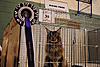 SABCCI Show in Dublin - Bulgari bacome a Grand Champion-012.jpg