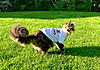 Showing after spaying?-gracie-england-1.jpg