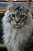 Romacoon Maine Coons - Bristol-alfie-romacoon.jpg