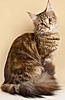 Romacoon Maine Coons - Bristol-dolly-romacoon.jpg