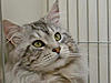 Amoramist Maine Coons - Cornwall-harry-amoramist.jpg