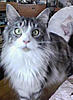 Amoramist Maine Coons - Cornwall-champion-vidacoon-cobweb.jpg