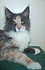 Yaheska Maine Coons - Cornwall-yaheska-vogue.jpg